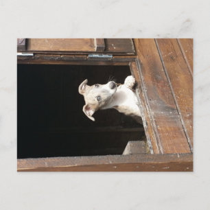 Rustic Whippet Briefkaart