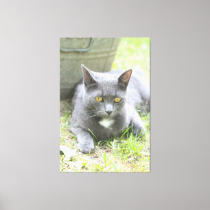 Rustiek ontwerp grijze kat canvas afdruk