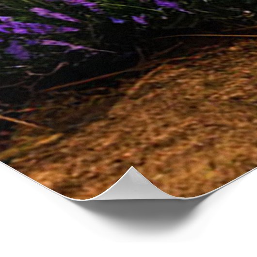Rustiek pad omzoomd met Lavender Fields Sunset Poster (Hoek)