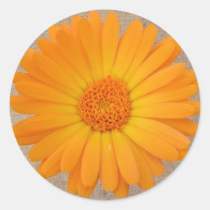 Rustiek Sinaasappel Gerber Daisy Ronde Stickers Af