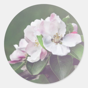 Rustieke appelboom bloesems lente Stickers