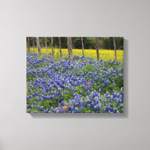 Rustieke Bluebonnets Canvas Afdruk