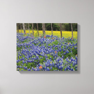 Rustieke Bluebonnets Canvas Afdruk