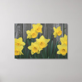 Rustieke Daffodil Flower Country Garden Fence Foto Canvas Afdruk