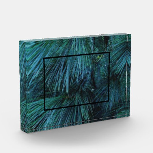 Rustieke dennenbomen dennenbos groen groenblijvend fotoblokken (Links)