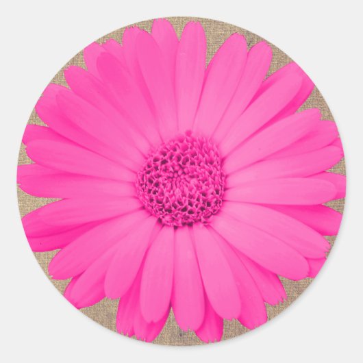 Rustieke Heet Roze Gerber Daisy Ronde Stickers Afd (Voorkant)
