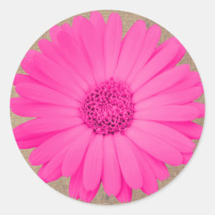 Rustieke Heet Roze Gerber Daisy Ronde Stickers Afd