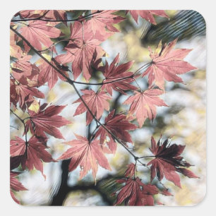 Rustieke herfst esdoorn laat roestig rood roze bru vierkante sticker
