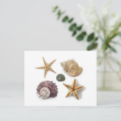 Rustieke kuststrand chique zeeschelp zeesterren briefkaart (Staand voorkant)