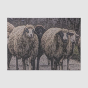 Rustieke landweg ranch boerderij kudde schapen tissuepapier