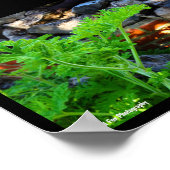 Rustig Citronella Blad Poster (Hoek)