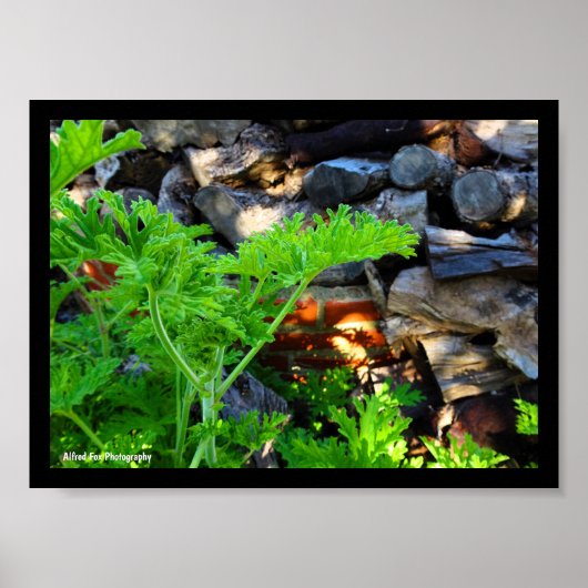 Rustig Citronella Blad Poster (Voorkant)