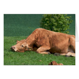 Rustig, het leven is te kort