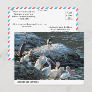 Rustige Lakeside Bird Gathering - Natuur Briefkaar Briefkaart