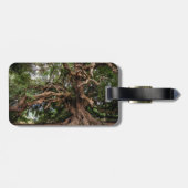 Rustige Olijfboom Bagagelabel (Achterkant horizontaal)