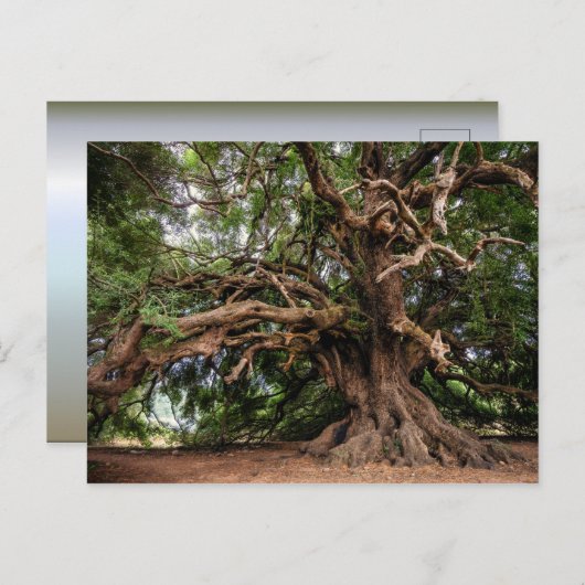 Rustige Olijfboom Briefkaart (Voorkant / Achterkant)