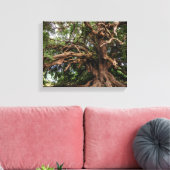 Rustige Olijfboom Canvas Afdruk (Insitu (Woonkamer))