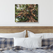Rustige Olijfboom Canvas Afdruk (Insitu (Slaapkamer))