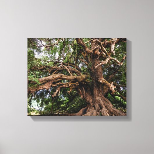 Rustige Olijfboom Canvas Afdruk (Voorkant)