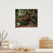 Rustige Olijfboom Poster (Keuken)