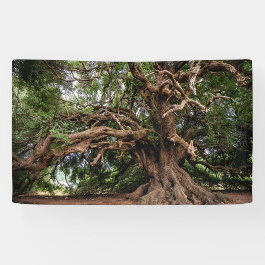 Rustige Olijfboom Spandoek (Horizontaal)