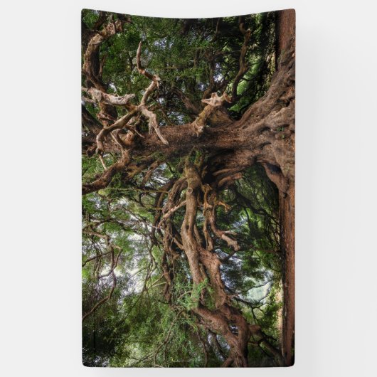 Rustige Olijfboom Spandoek (Verticaal)