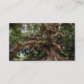 Rustige Olijfboom Visitekaartje (Achterkant)