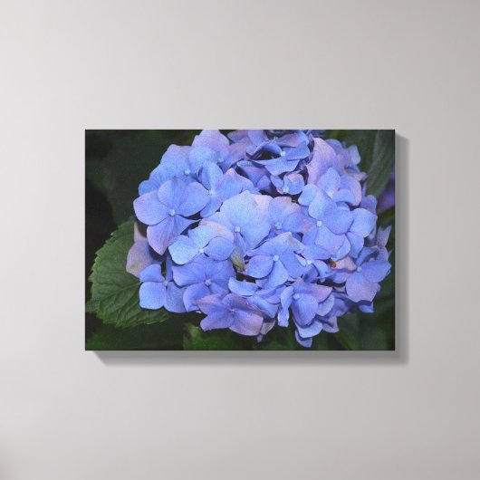 Rustige Paarse Hydrangea macrophylla Canvas Afdruk (Voorkant)