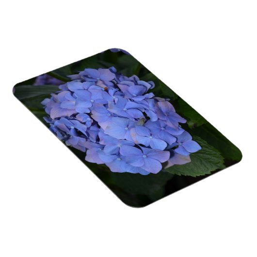 Rustige Paarse Hydrangea macrophylla Magneet (Rechterzijde)