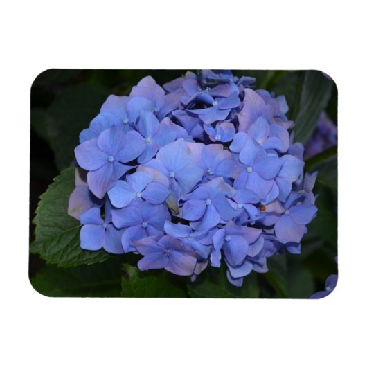 Rustige Paarse Hydrangea macrophylla Magneet (Horizontaal)