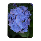 Rustige Paarse Hydrangea macrophylla Magneet (Verticaal)