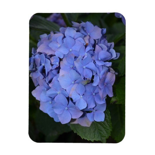 Rustige Paarse Hydrangea macrophylla Magneet (Verticaal)