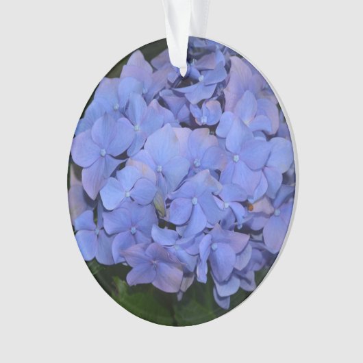 Rustige Paarse Hydrangea macrophylla Ornament (voorkant)