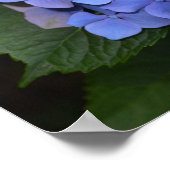 Rustige Paarse Hydrangea macrophylla Poster (Hoek)