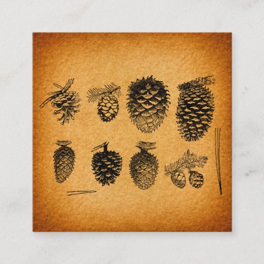 Rustisch Pinecones Pine Cone Artwork Antiek design Informatiekaartje (Voorkant)