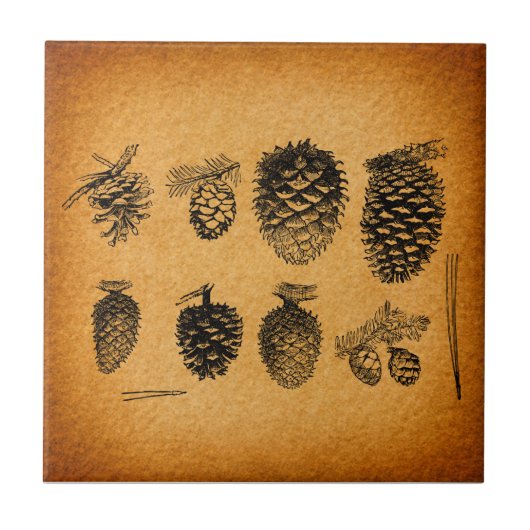 Rustisch Pinecones Pine Cone Artwork Antiek design Tegeltje (Voorkant)
