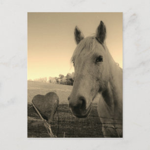 Rustische paarden en Valentijn van het hart Briefkaart