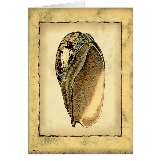 Rustische  Seashell (Voorkant)