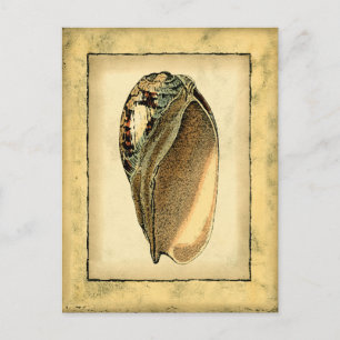 Rustische  Seashell Briefkaart