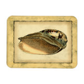 Rustische Seashell Magneet (Horizontaal)