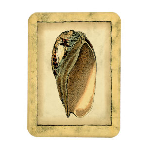 Rustische  Seashell Magneet