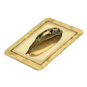 Rustische Seashell Magneet (Linkerzijde)