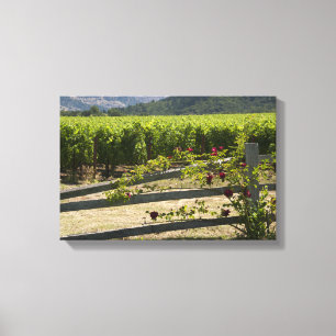 Rustische wijngaarden en Rozen omheining Canvas Afdruk