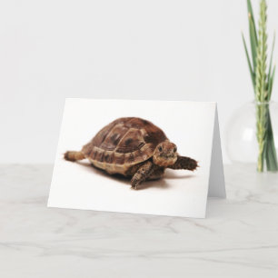 Rustschildpad Kaart