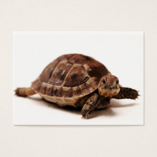 Rustschildpad Visitekaartje