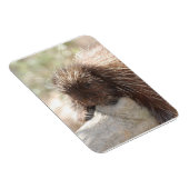 Rustvarken Magneet (Rechterzijde)