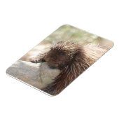 Rustvarken Magneet (Linkerzijde)