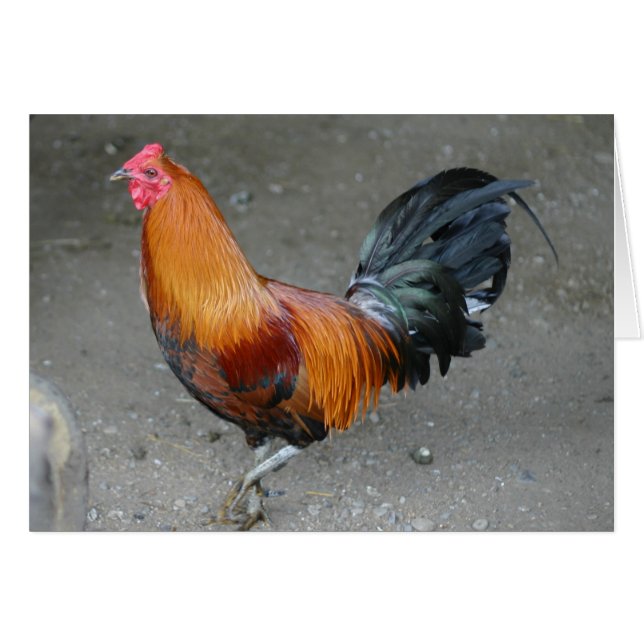 Rusty (Devant horizontal)