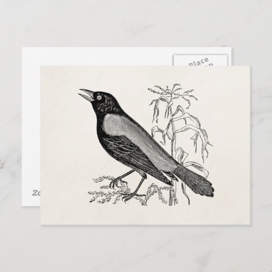 Rusty Crow Blackbird Bird - Retro Birds Briefkaart (Voorkant / Achterkant)