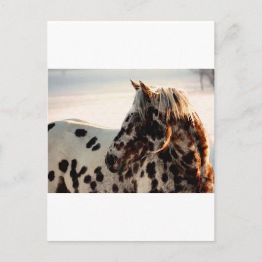 Rusty de Appaloosa Briefkaart (Voorkant)